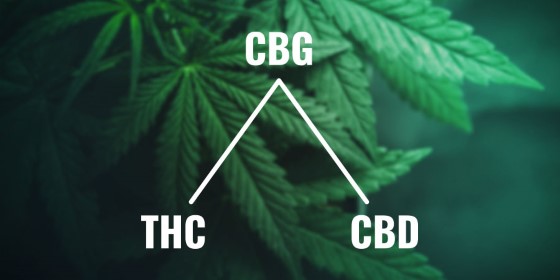 CBG by se dalo považovat za jakýsi stavební kámen kanabinoidů jako je například právě zmiňované léčivé CBD nebo také THC.